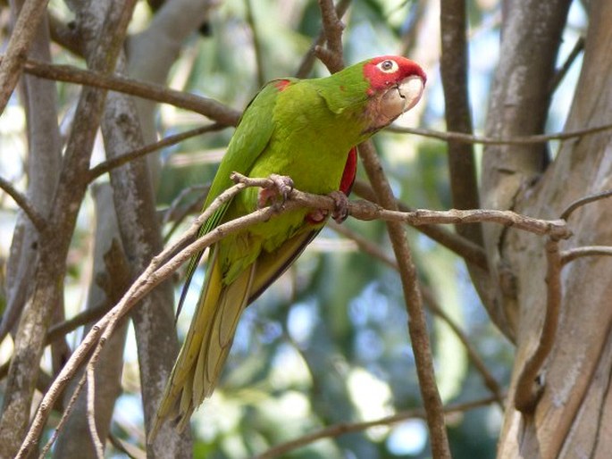 Psittacara erythrogenys, aratinga červenolící