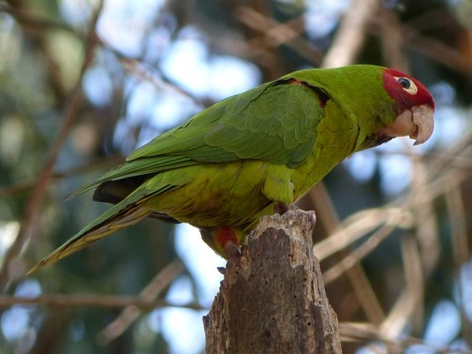 Psittacara erythrogenys, aratinga červenolící