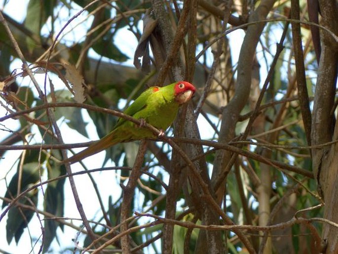 Psittacara erythrogenys, aratinga červenolící