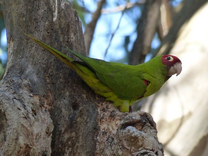 Psittacara erythrogenys, aratinga červenolící