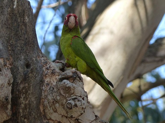 Psittacara erythrogenys, aratinga červenolící