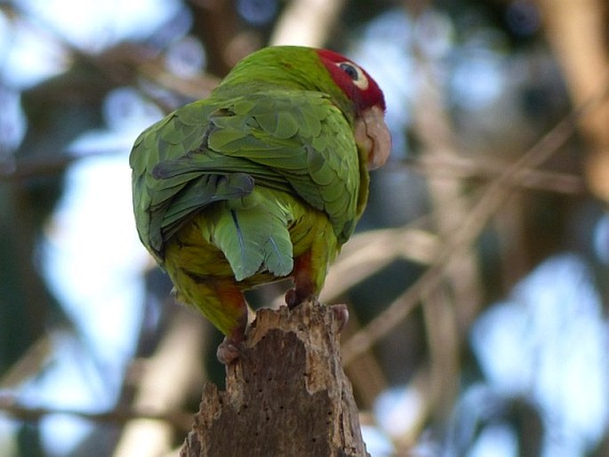 Psittacara erythrogenys, aratinga červenolící