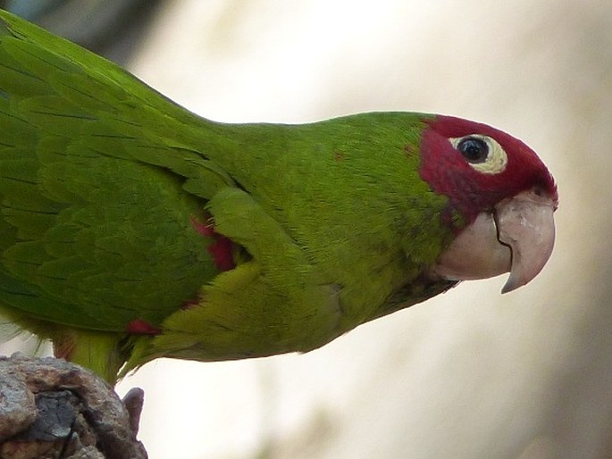 Psittacara erythrogenys, aratinga červenolící