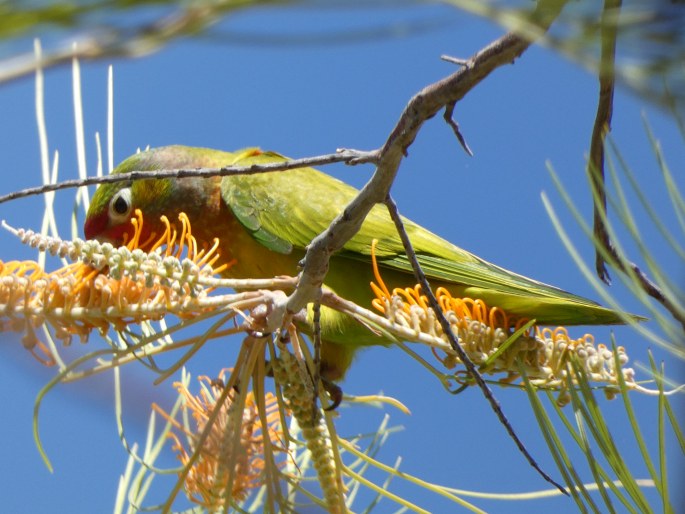 Psitteuteles versicolor, lori žíhaný