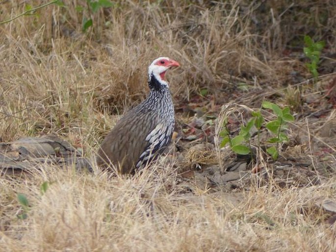 Pternistis afer, frankolín rudohrdlý