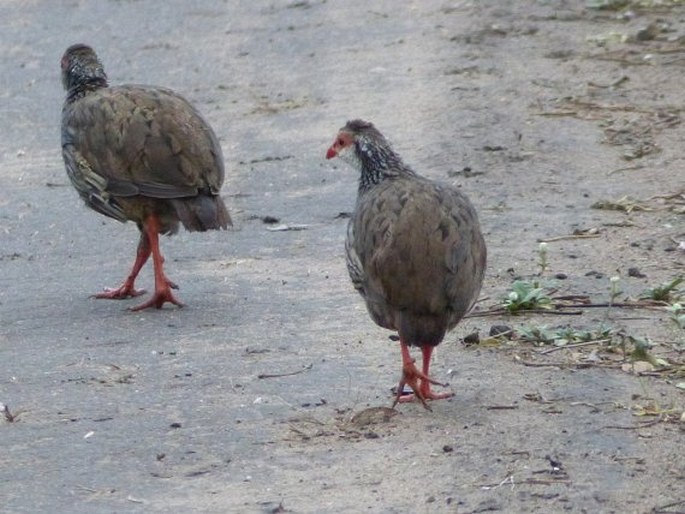 Pternistis afer, frankolín rudohrdlý