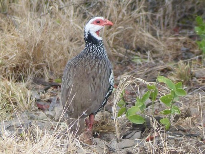 Pternistis afer, frankolín rudohrdlý