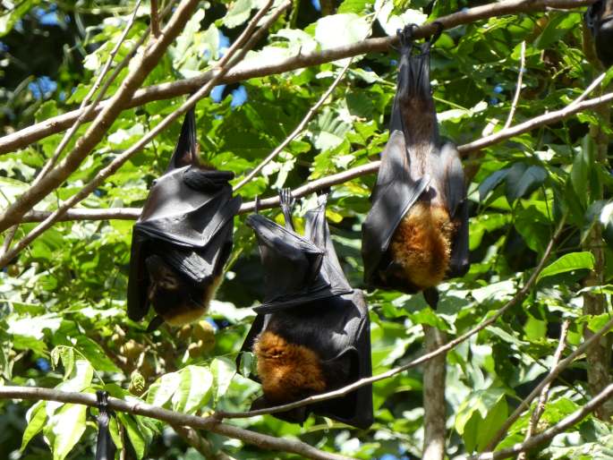 Pteropus conspicillatus, kaloň zlatotýlý