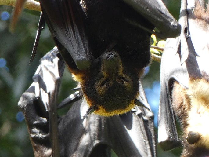 Pteropus conspicillatus, kaloň zlatotýlý