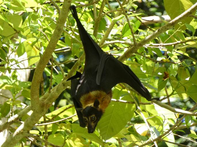 Pteropus conspicillatus, kaloň zlatotýlý