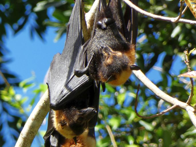 Pteropus conspicillatus, kaloň zlatotýlý