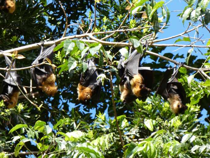 Pteropus conspicillatus, kaloň zlatotýlý