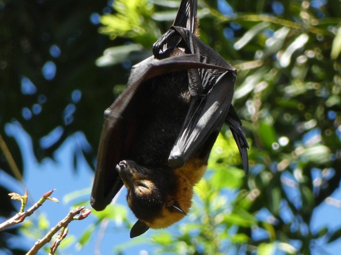 Pteropus conspicillatus, kaloň zlatotýlý