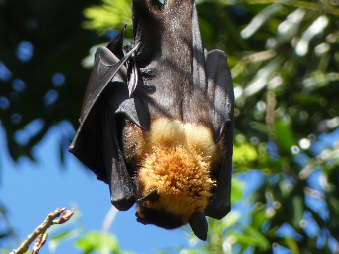 Pteropus conspicillatus, kaloň zlatotýlý