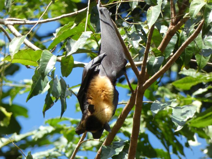 Pteropus conspicillatus, kaloň zlatotýlý