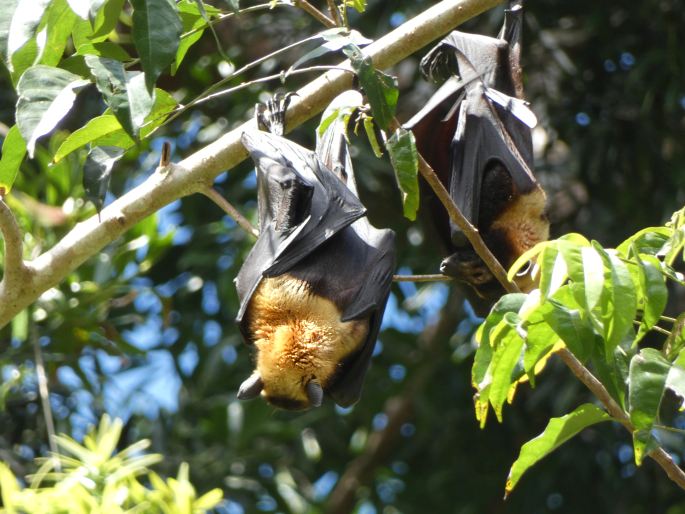 Pteropus conspicillatus, kaloň zlatotýlý