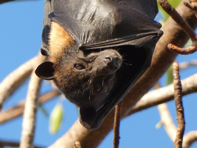 Pteropus alecto, kaloň vábivý