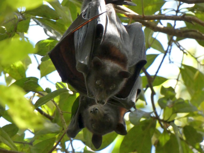 Pteropus alecto, kaloň vábivý