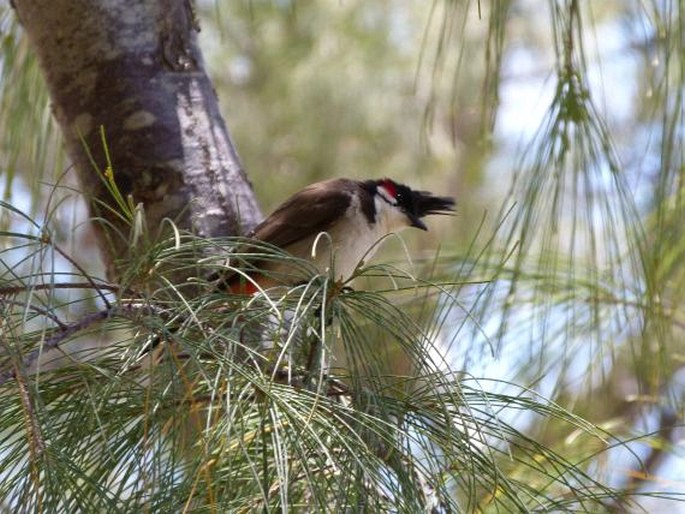 Pycnonotus jocosus