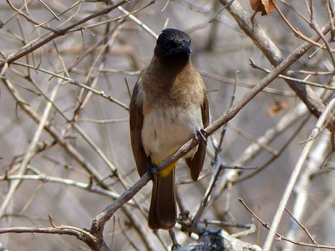 Pycnonotus barbatus subsp. layardi, bulbul