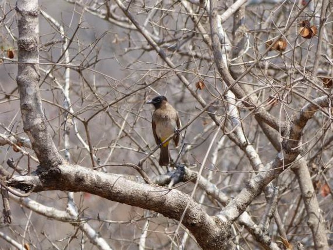 Pycnonotus barbatus subsp. layardi, bulbul