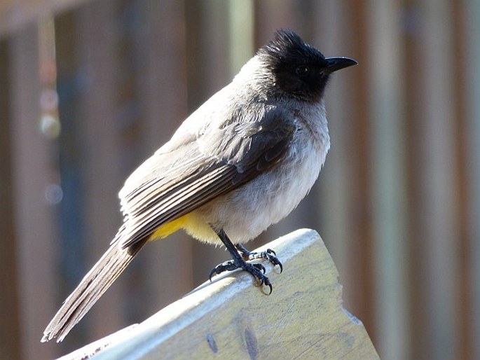 Pycnonotus barbatus subsp. layardi Gurney, 1879; bulbul