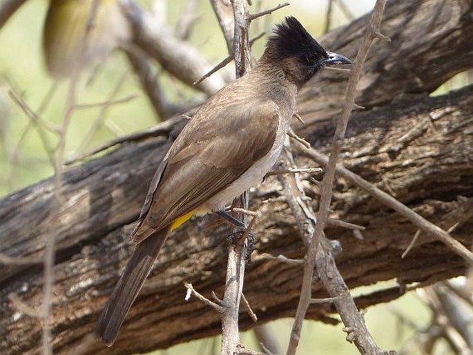 Pycnonotus barbatus subsp. layardi, bulbul