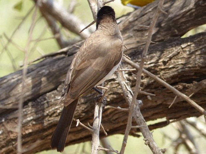 Pycnonotus barbatus subsp. layardi, bulbul