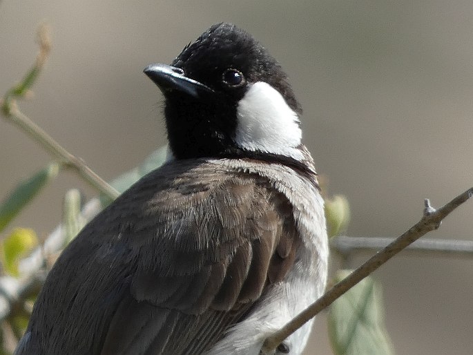 Pycnonotus leucotis subsp. mesopotamia, bulbul bělouchý mezopotámský