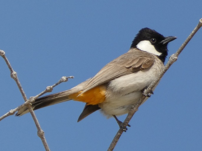 Pycnonotus leucotis subsp. mesopotamia, bulbul bělouchý mezopotámský