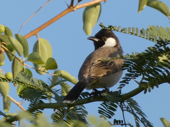 Pycnonotus leucotis subsp. mesopotamia, bulbul bělouchý mezopotámský