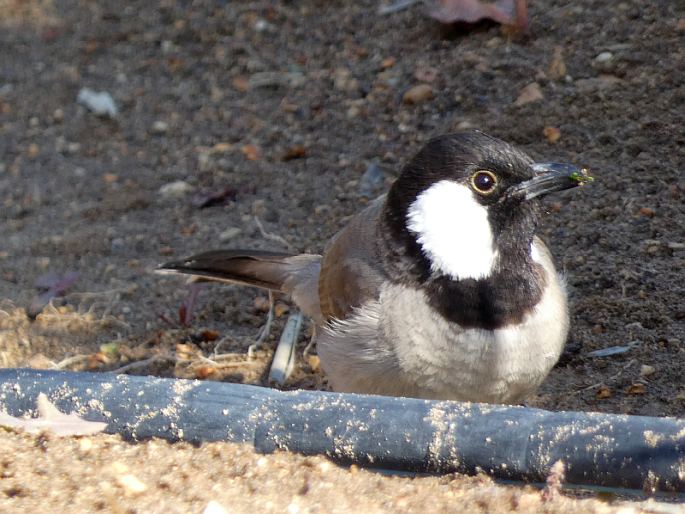 Pycnonotus leucotis subsp. mesopotamia, bulbul bělouchý mezopotámský