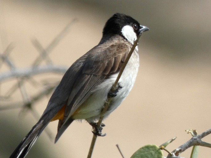 Pycnonotus leucotis subsp. mesopotamia, bulbul bělouchý mezopotámský