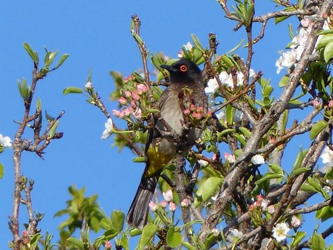 Pycnonotus nigricans (Vieillot, 1818); bulbul rudooký