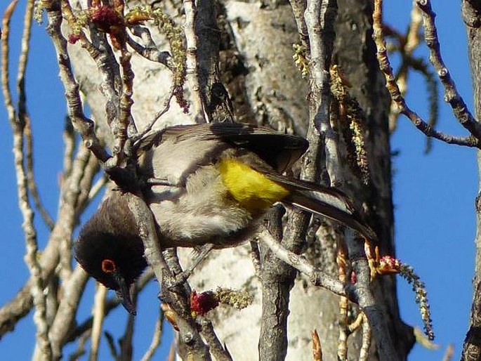 Pycnonotus nigricans, bulbul rudooký