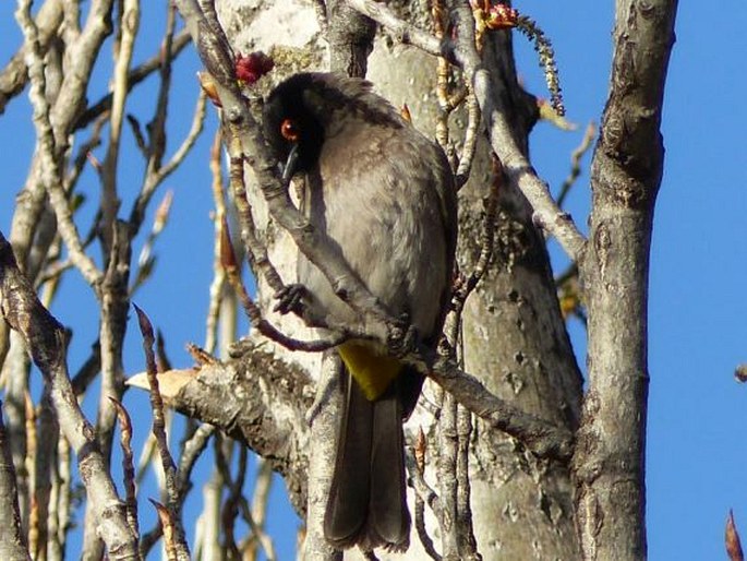 Pycnonotus nigricans, bulbul rudooký