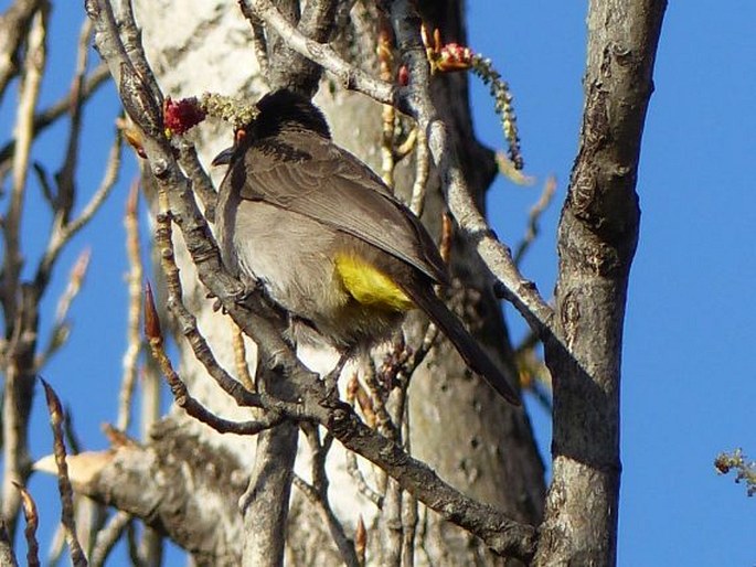 Pycnonotus nigricans, bulbul rudooký