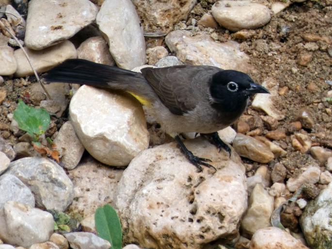 Pycnonotus xanthopygos, bulbul arabský