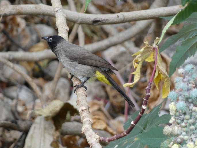 Pycnonotus xanthopygos, bulbul arabský