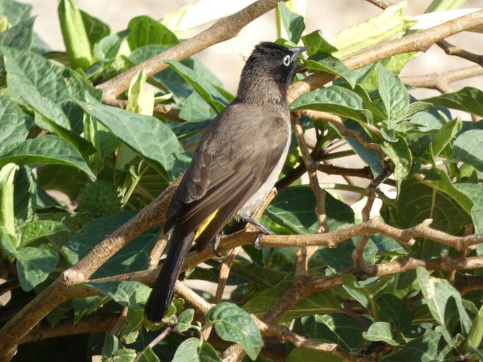 Pycnonotus xanthopygos, bulbul arabský