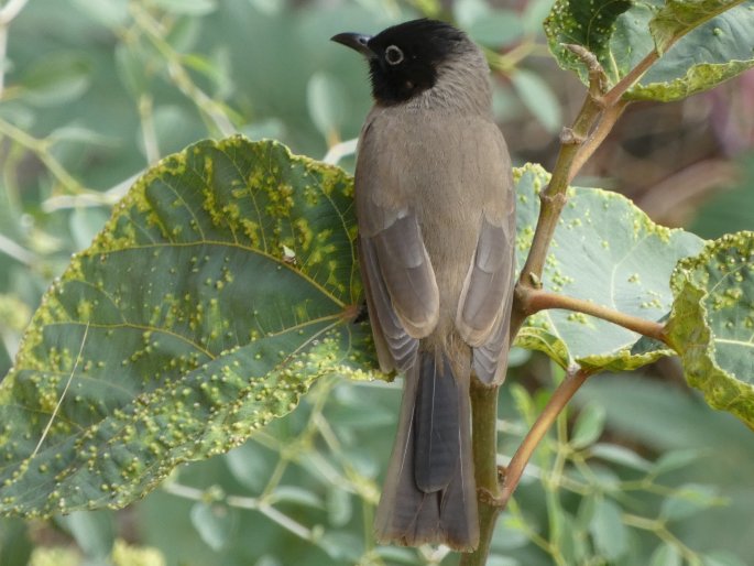 Pycnonotus xanthopygos, bulbul arabský