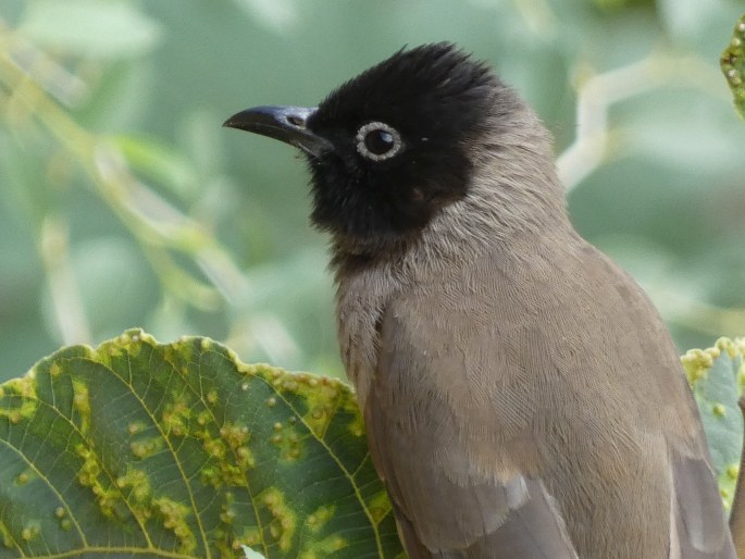 Pycnonotus xanthopygos, bulbul arabský