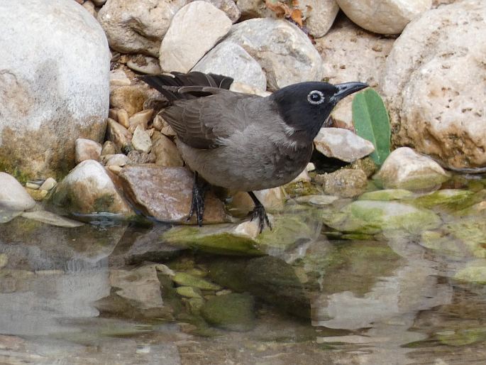 Pycnonotus xanthopygos, bulbul arabský