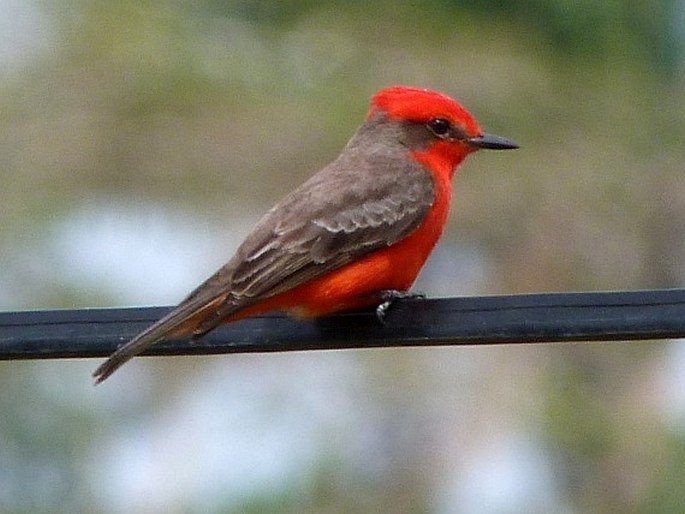 Pyrocephalus rubinus, tyranovec rubínový