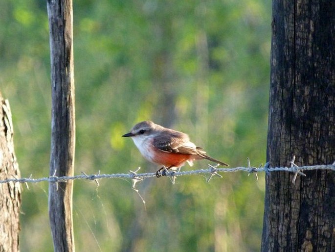 Pyrocephalus rubinus, tyranovec rubínový