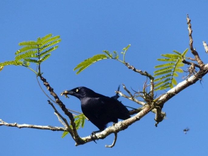 Quiscalus lugubris, vlhovec karibský