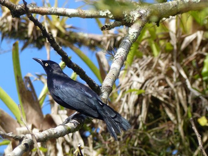 Quiscalus lugubris, vlhovec karibský