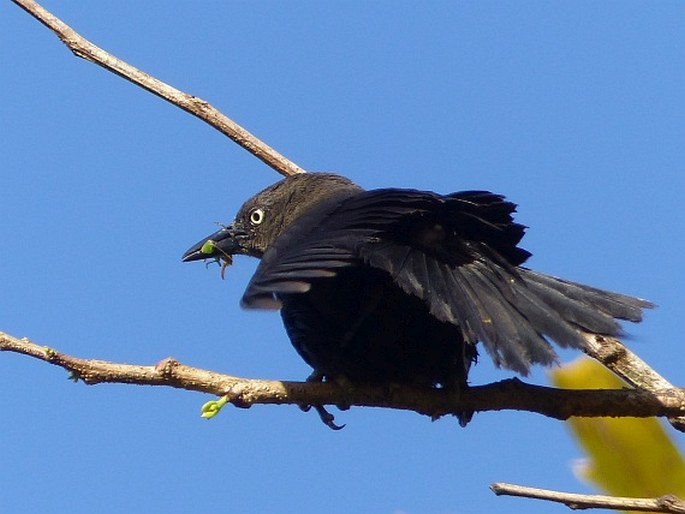 Quiscalus lugubris, vlhovec karibský