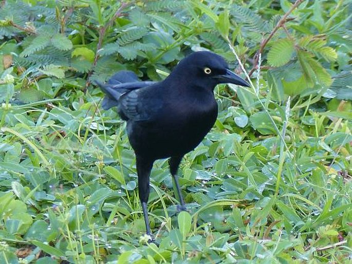 Quiscalus lugubris, vlhovec karibský