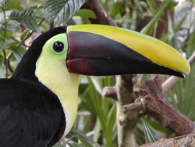 Ramphastos ambiguus, tukan žlutohrdlý